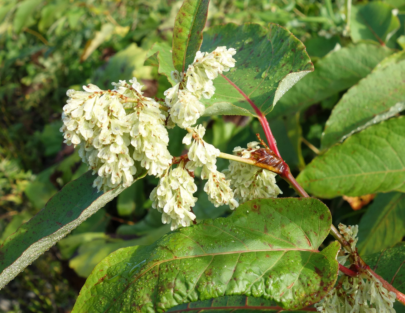 Изображение особи Reynoutria sachalinensis.