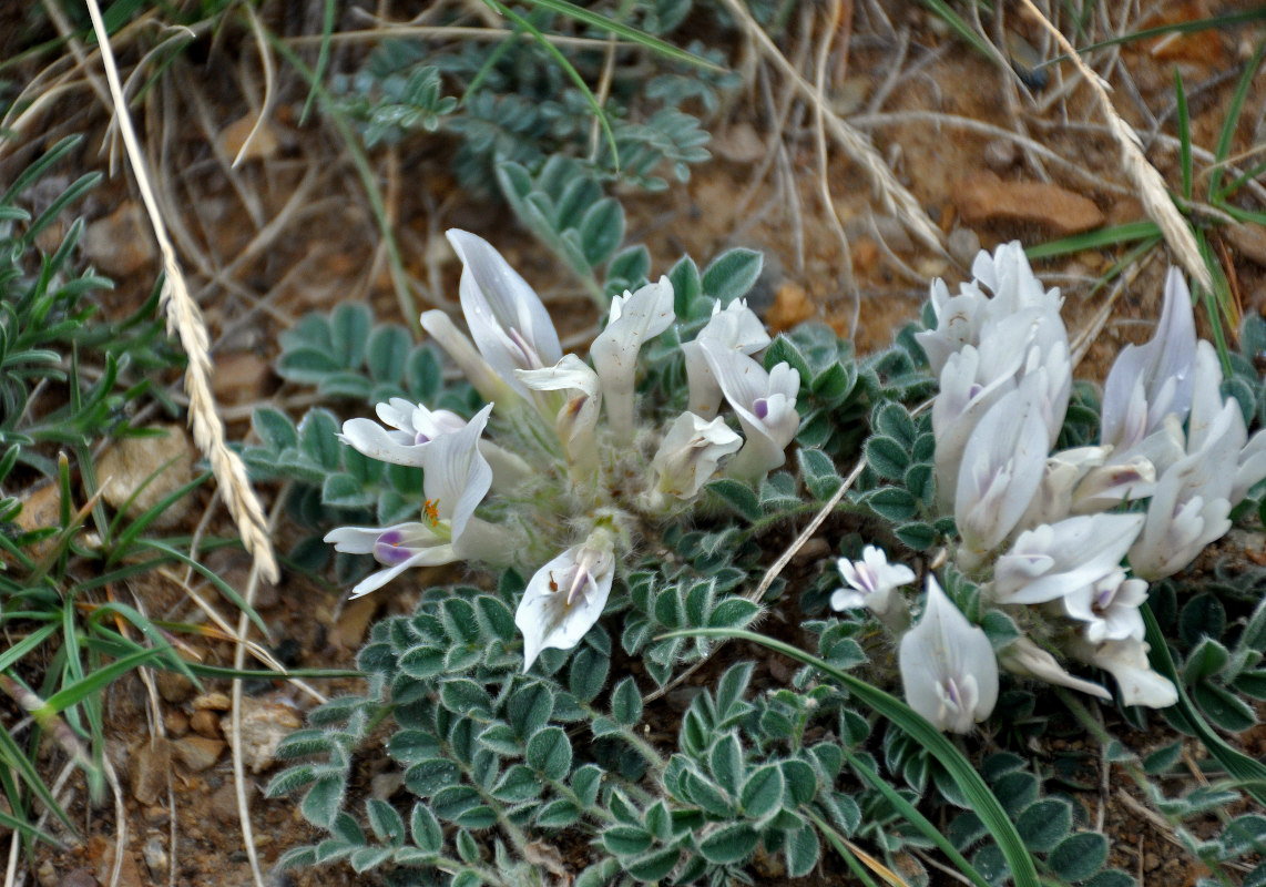 Image of Astragalus hypogaeus specimen.