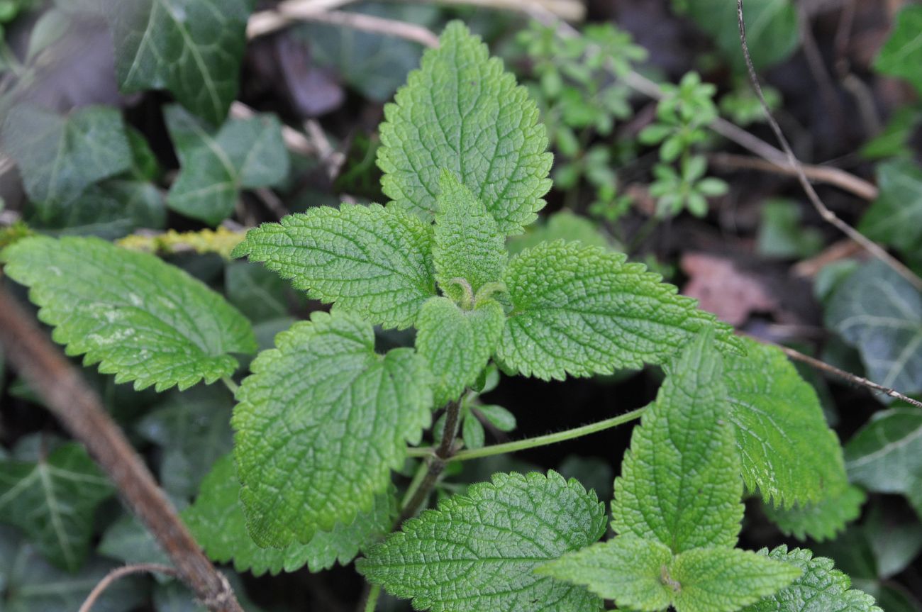 Изображение особи семейство Lamiaceae.