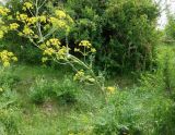 Ferula kelleri. Цветущее растение. Кыргызстан, Иссык-Кульская обл., Семёновское ущелье, на везде. 01.06.2019.