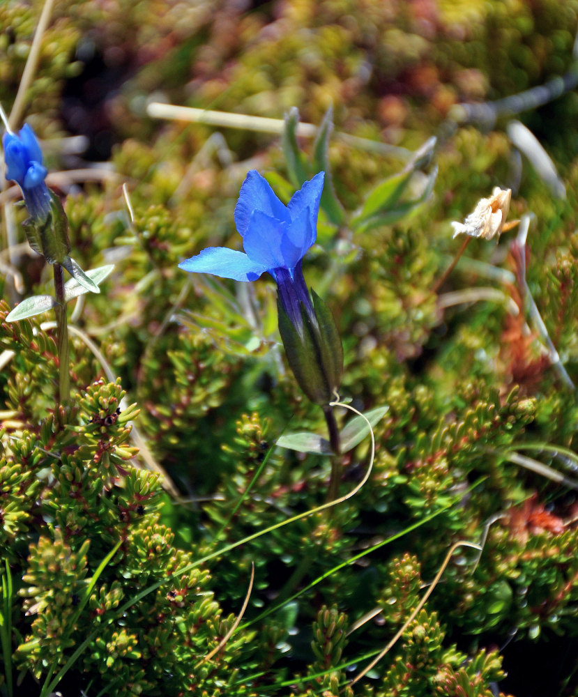 Image of Gentiana uniflora specimen.