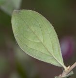 Barnadesia dombeyana