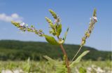 Veronica anagallis-aquatica. Верхушка расцветающего растения. Краснодарский край, Крымский р-н, окр. станицы Гладковская, обсохшее дно пруда, на корке подсыхания. 03.06.2018.