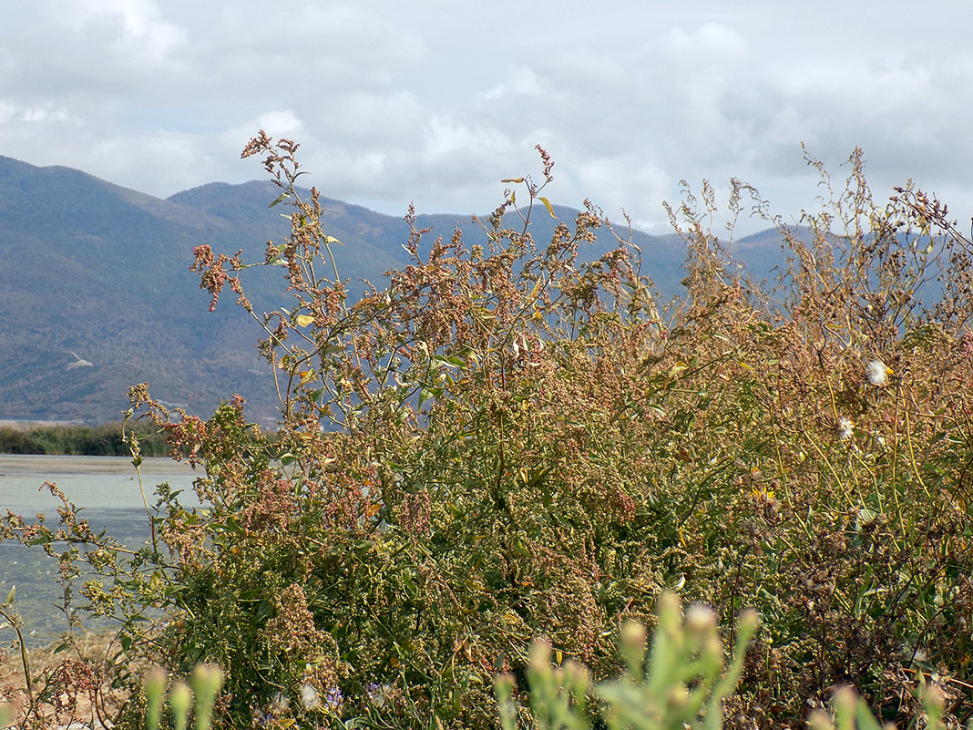 Image of Atriplex micrantha specimen.