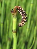 Equisetum palustre. Отспороносящий стробил. Архангельская обл., Вельский р-н, окр. пос. Усть-Шоноша, у водоёма. 1 июля 2010 г.