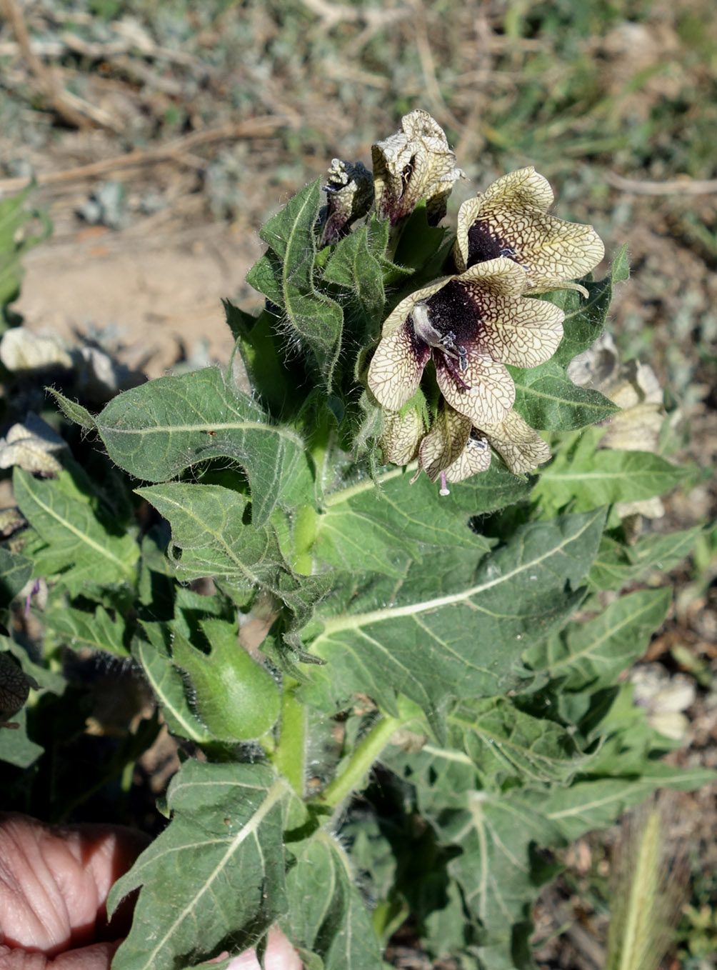 Изображение особи Hyoscyamus niger.