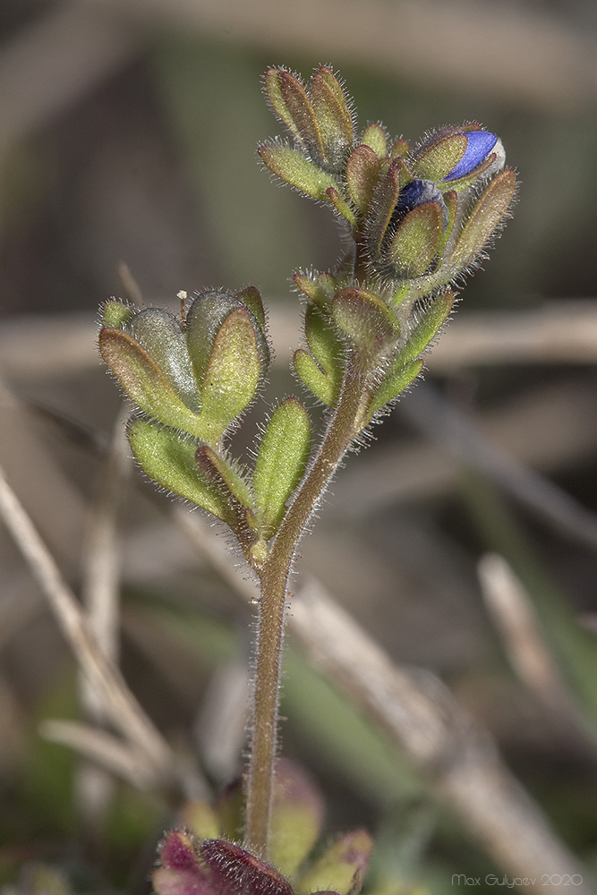 Image of Veronica triphyllos specimen.