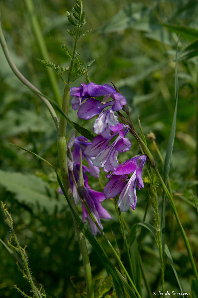 Изображение особи Gladiolus tenuis.