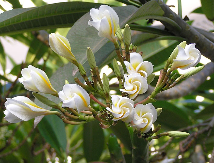 Изображение особи род Plumeria.