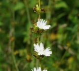 Cichorium intybus