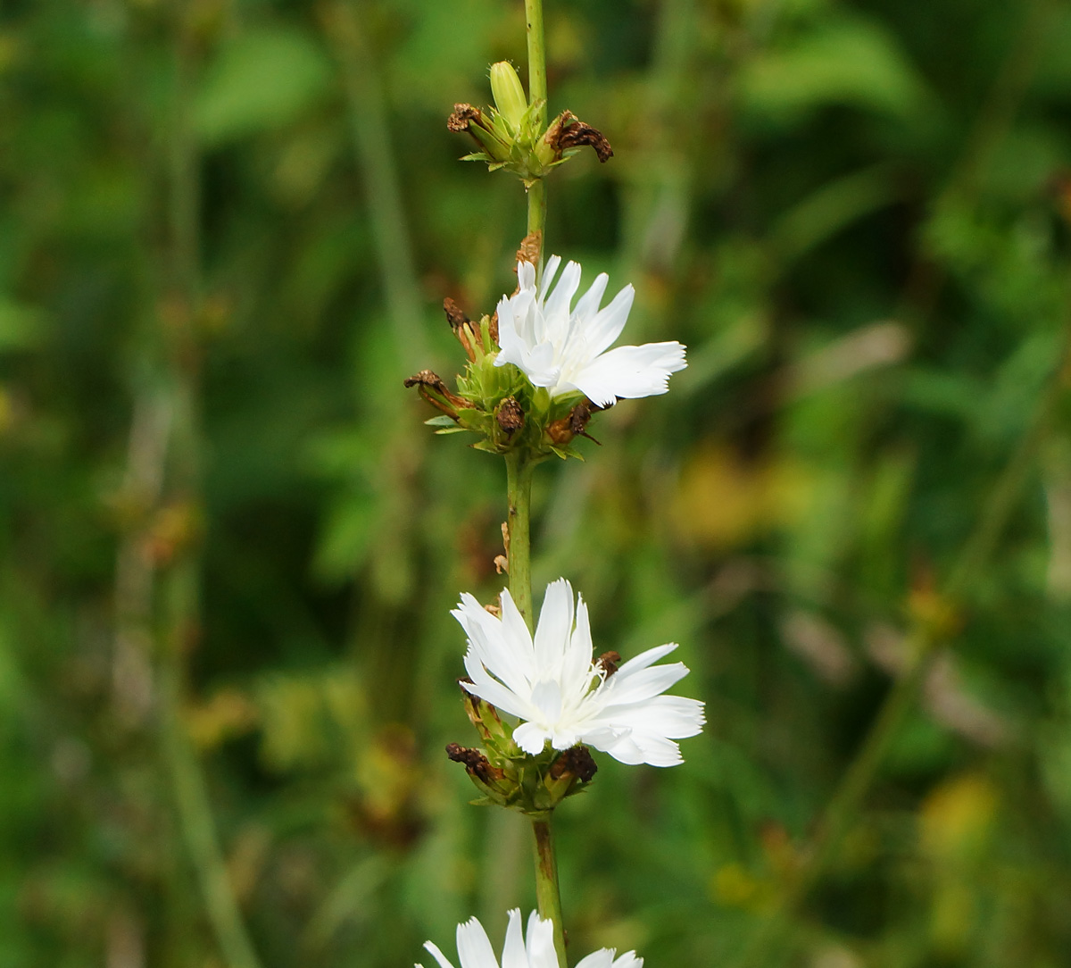 Image of Cichorium intybus specimen.