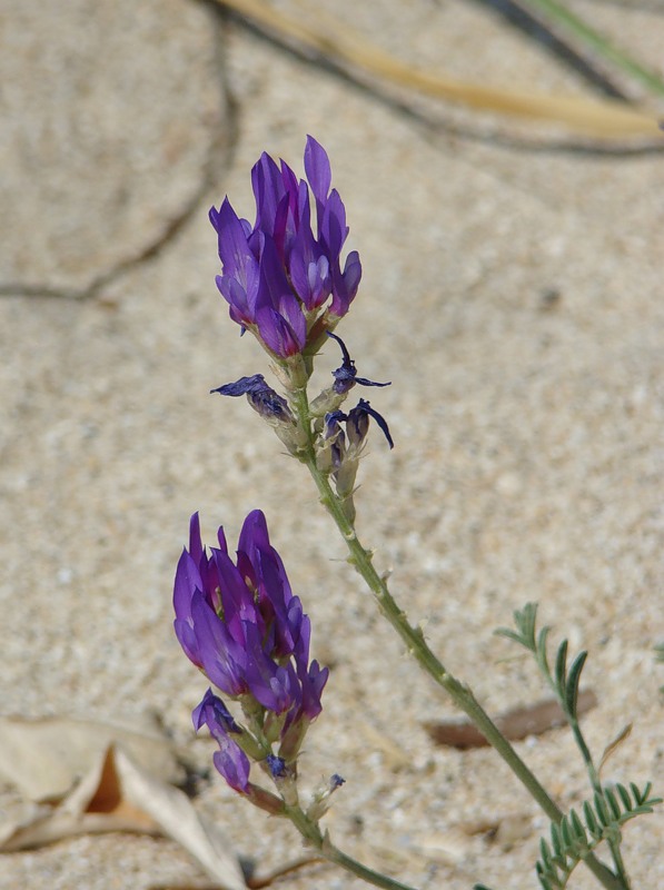 Image of Astragalus onobrychis specimen.