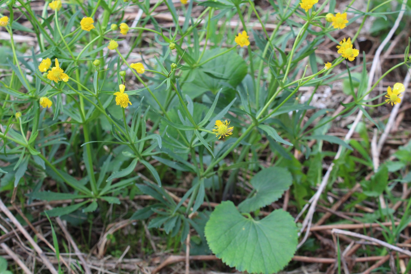 Изображение особи Ranunculus cassubicus.