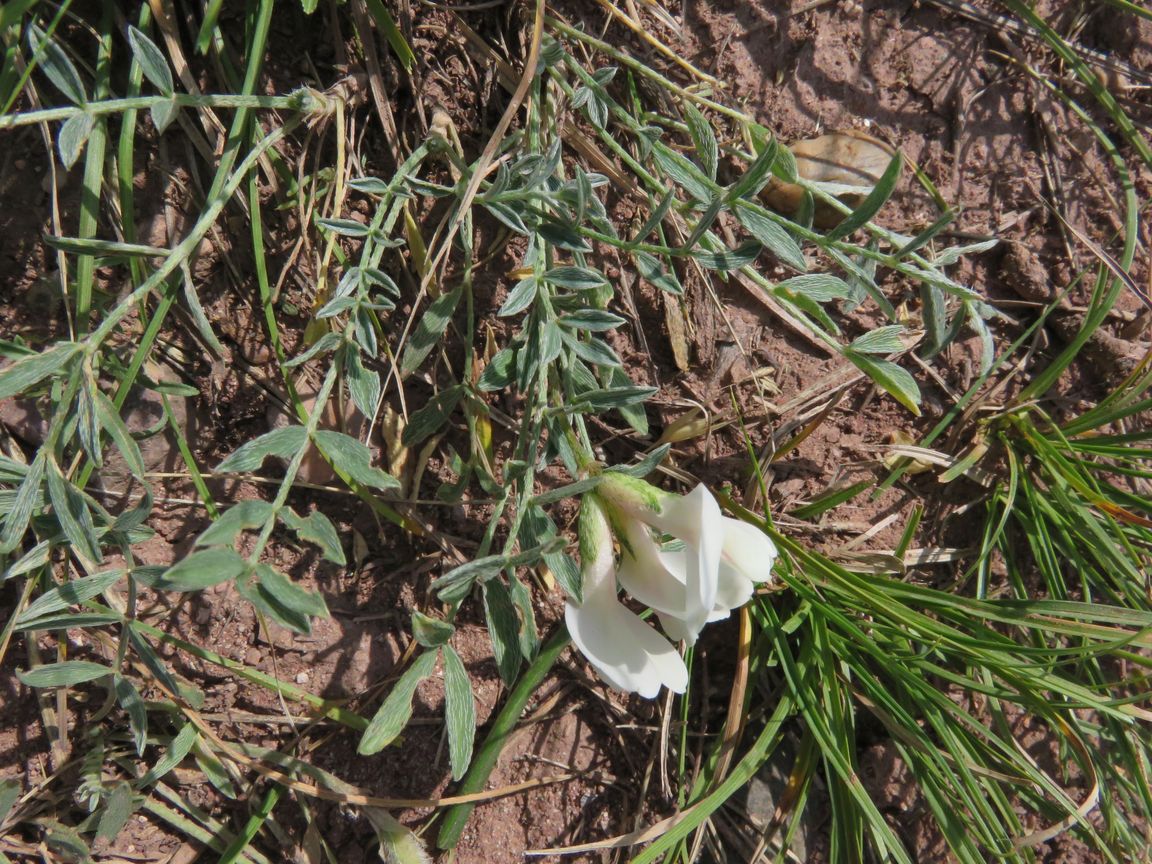 Image of Astragalus depauperatus specimen.