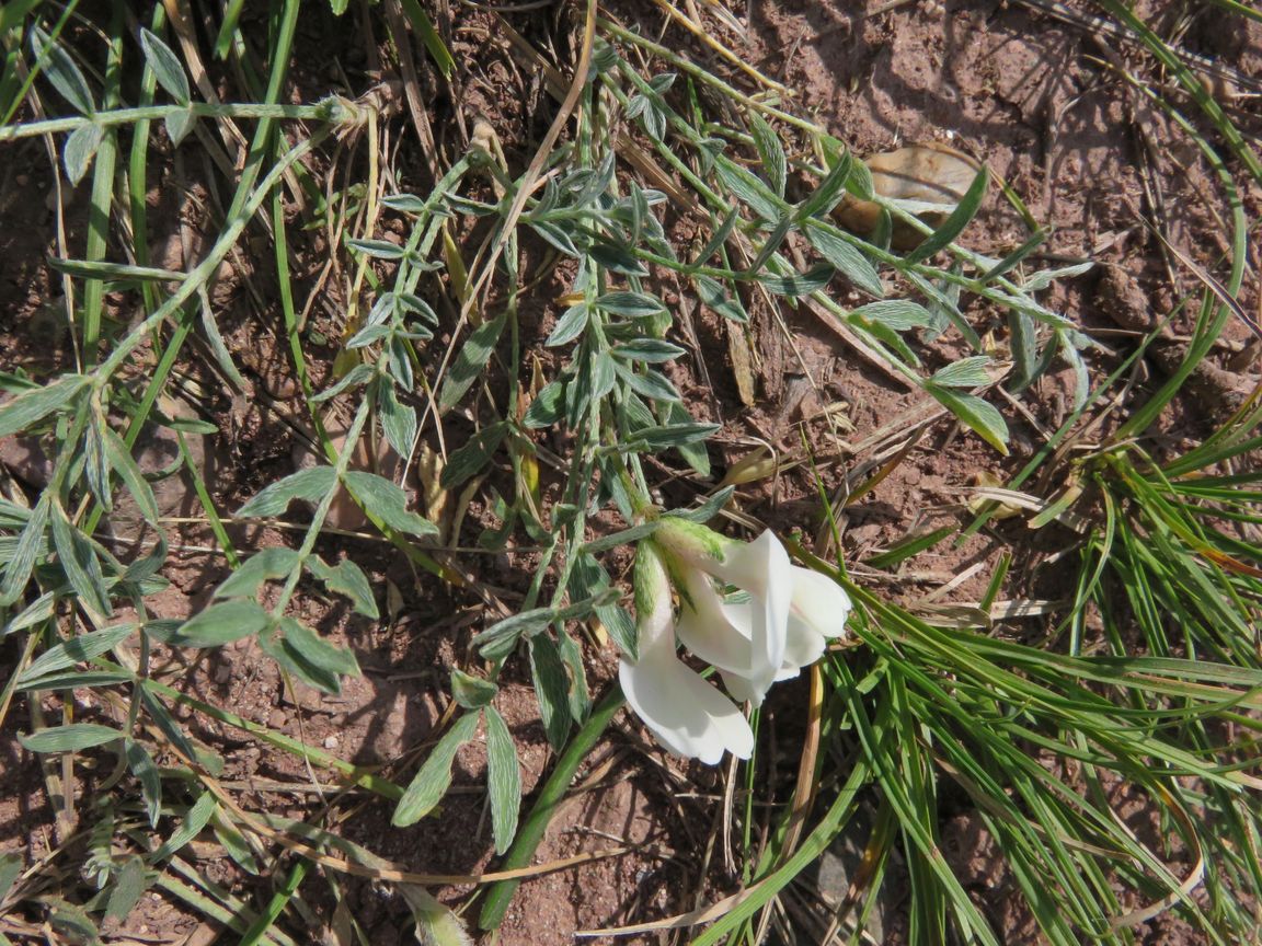 Изображение особи Astragalus depauperatus.