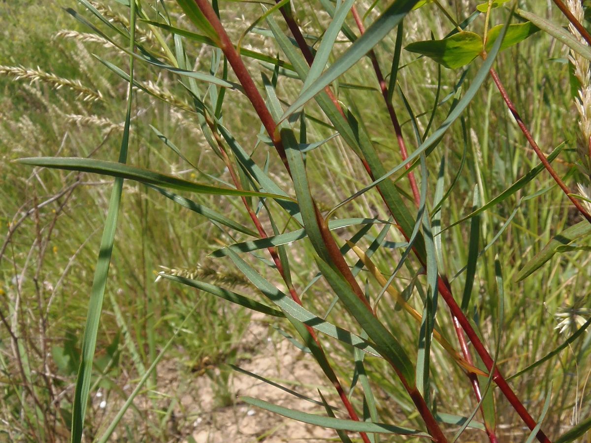 Image of genus Euphorbia specimen.
