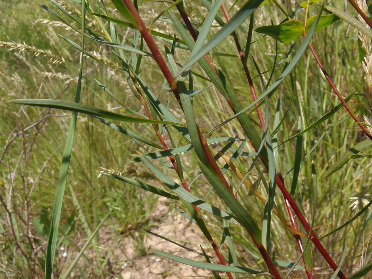 Изображение особи род Euphorbia.