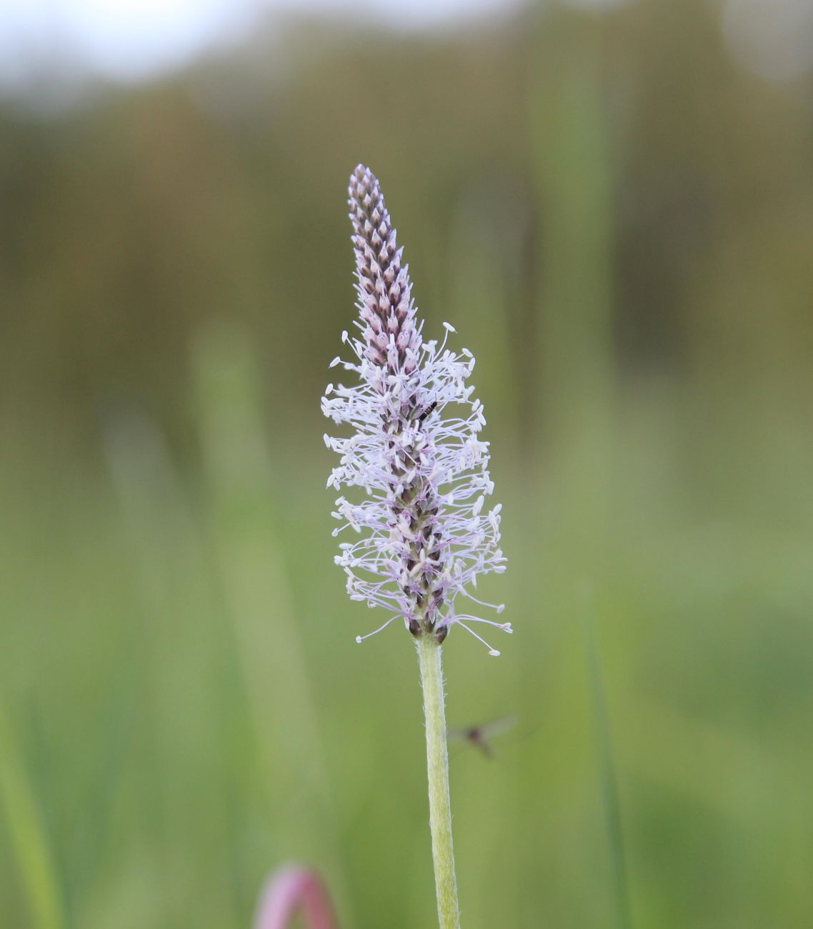 Image of Plantago media specimen.