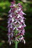 Orchis purpurea ssp. caucasica