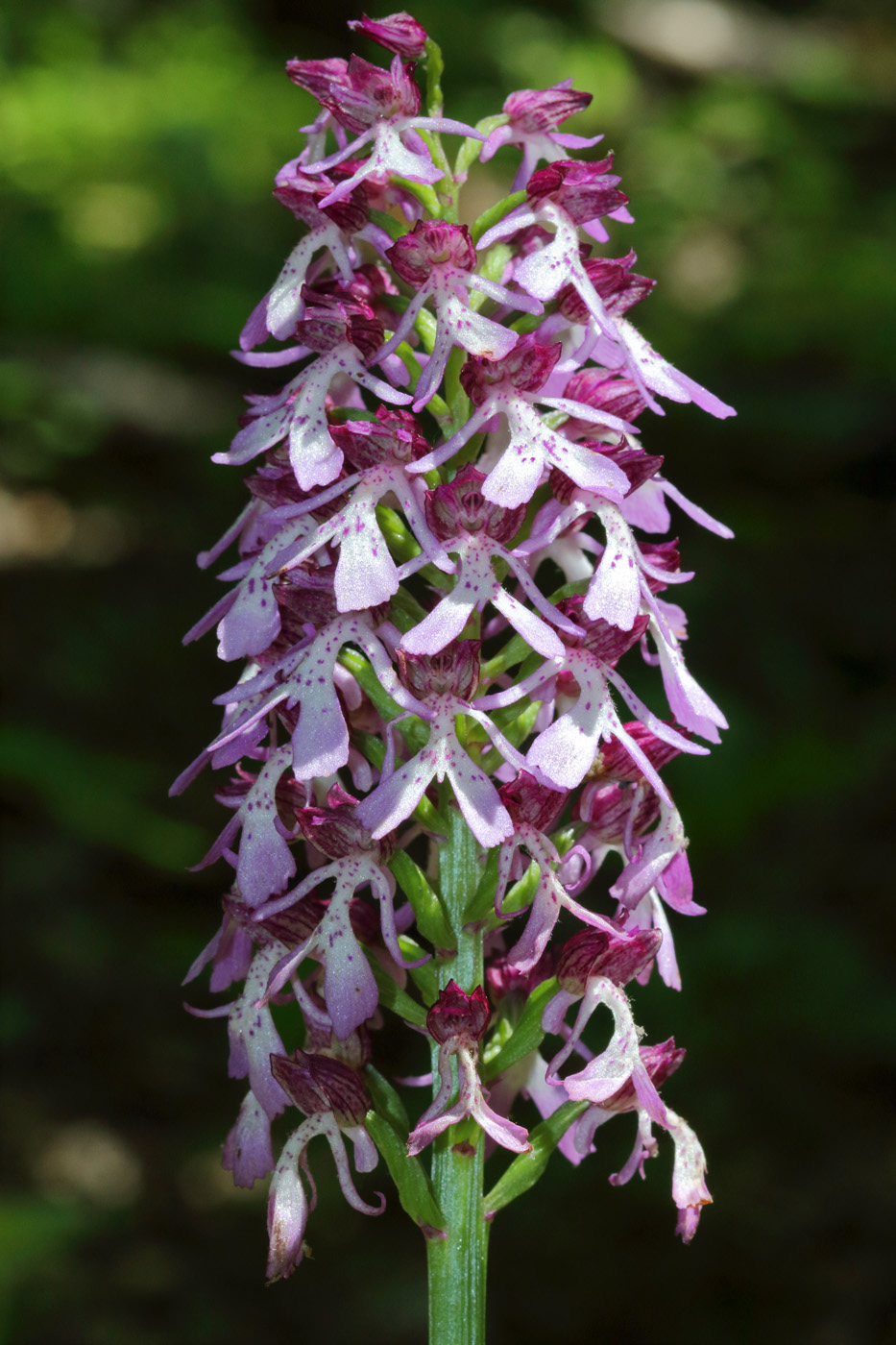 Image of Orchis purpurea ssp. caucasica specimen.