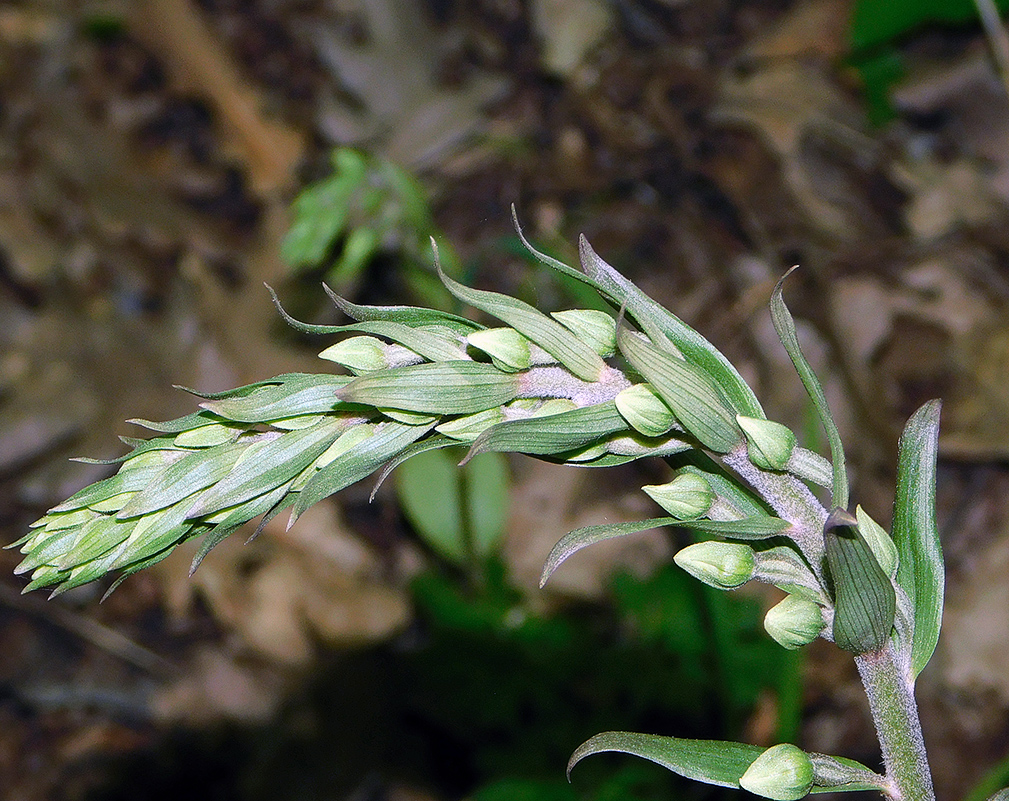 Image of Epipactis condensata specimen.