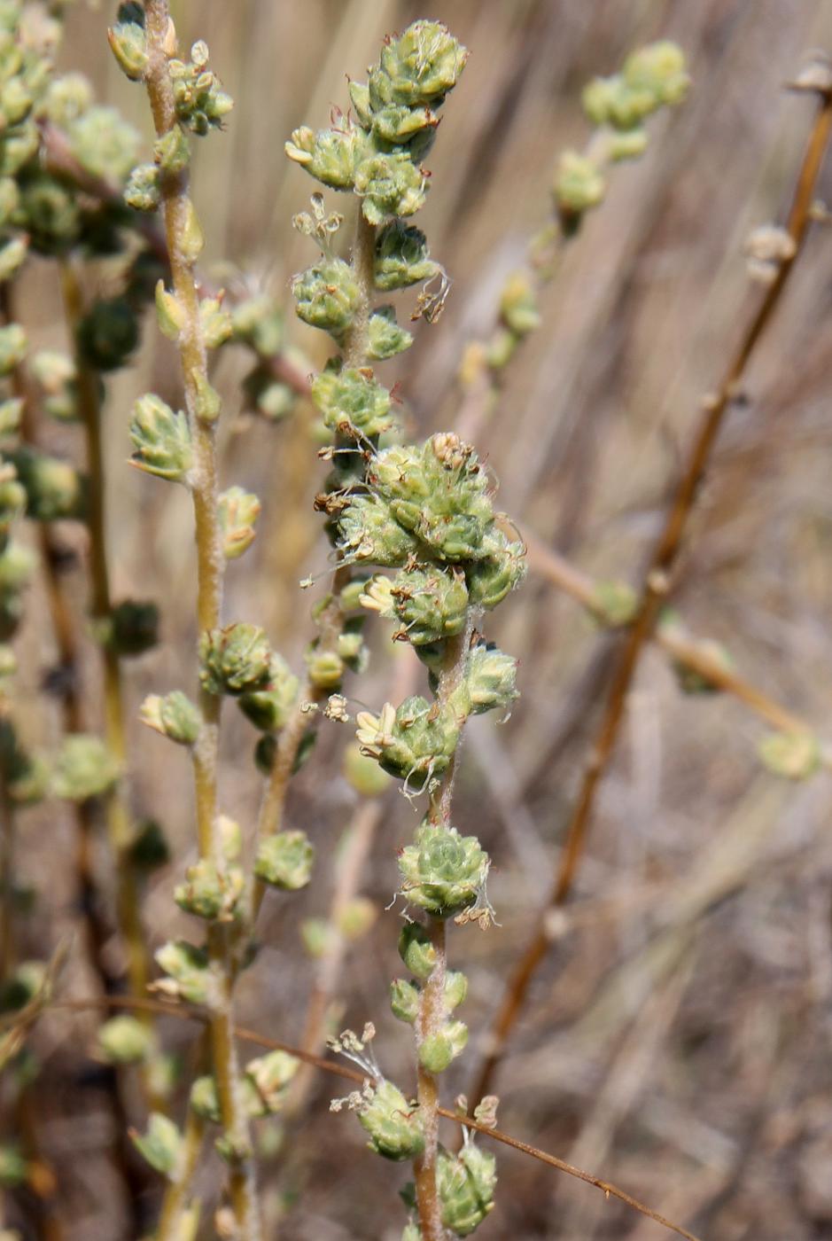 Image of Camphorosma lessingii specimen.