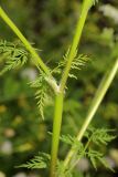 Sphallerocarpus gracilis