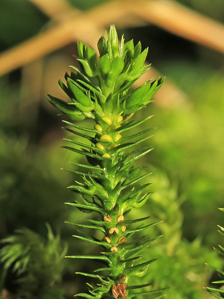 Image of Huperzia chinensis specimen.