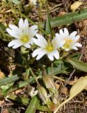 Dichodon cerastoides