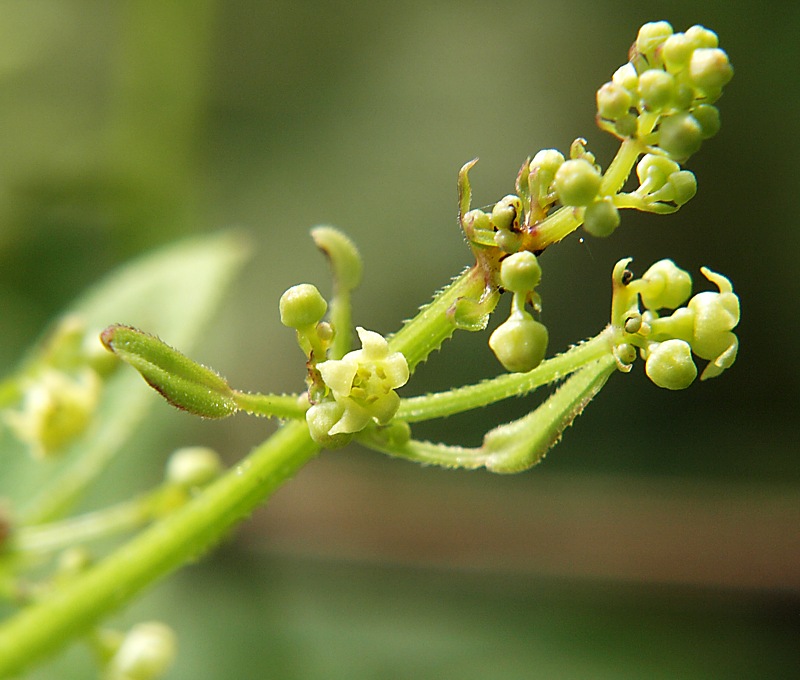 Изображение особи Rubia cordifolia.