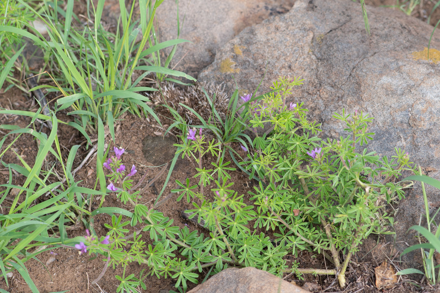 Изображение особи Cleome rubella.