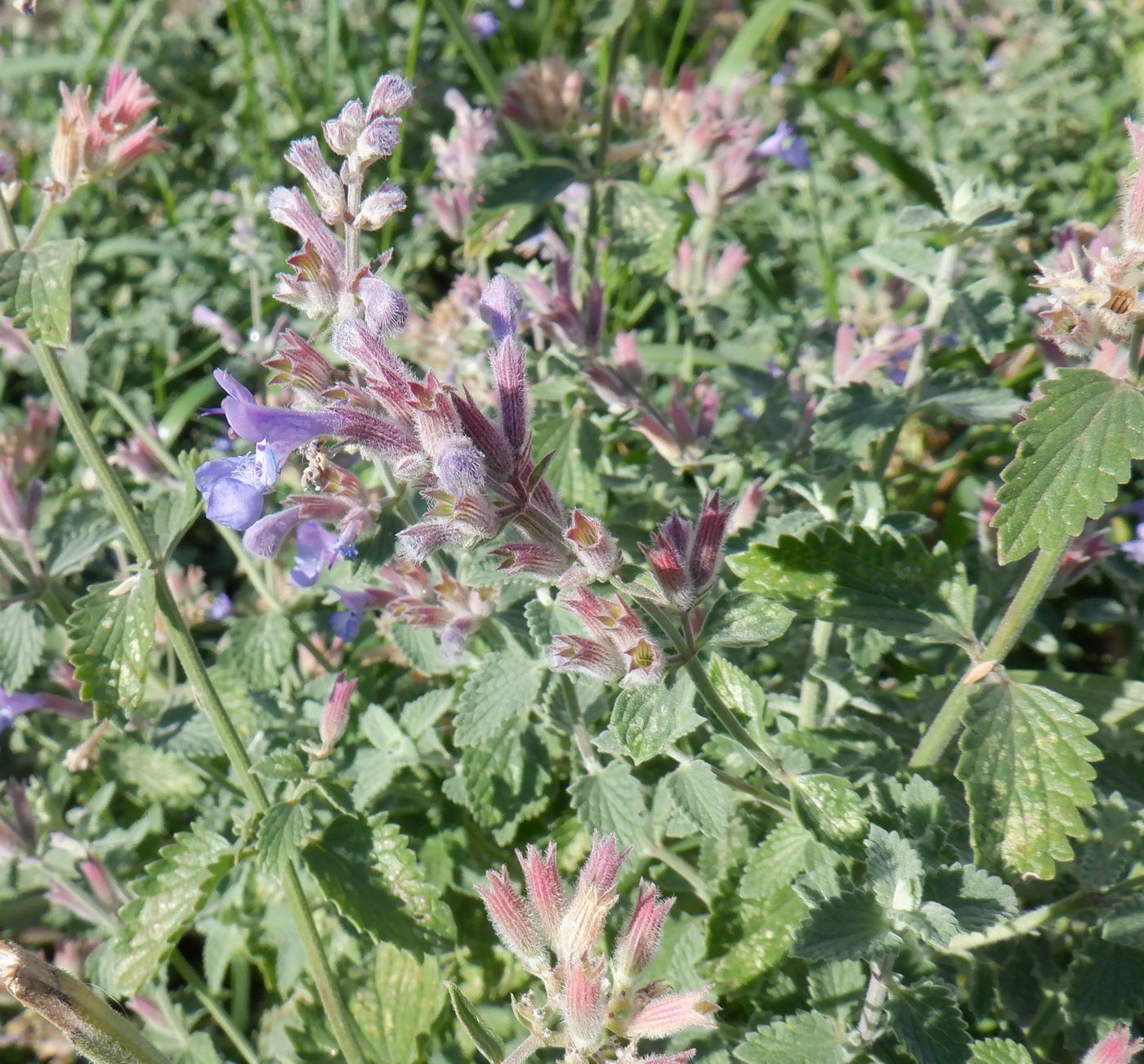 Изображение особи Nepeta &times; faassenii.