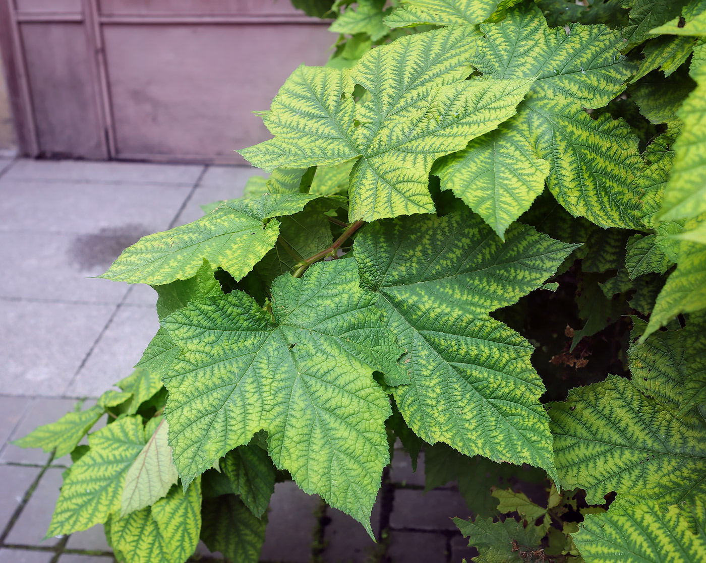 Image of Rubus odoratus specimen.