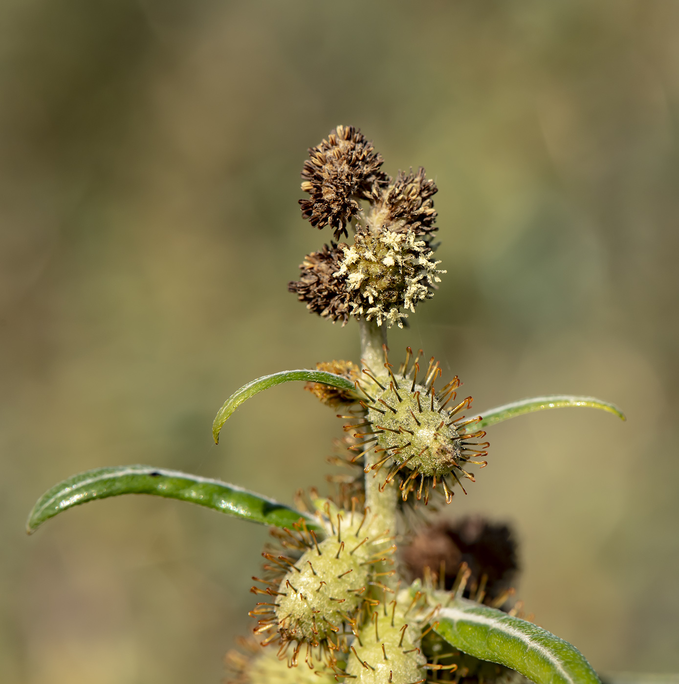 Image of Xanthium spinosum specimen.