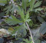 genus Aconitum