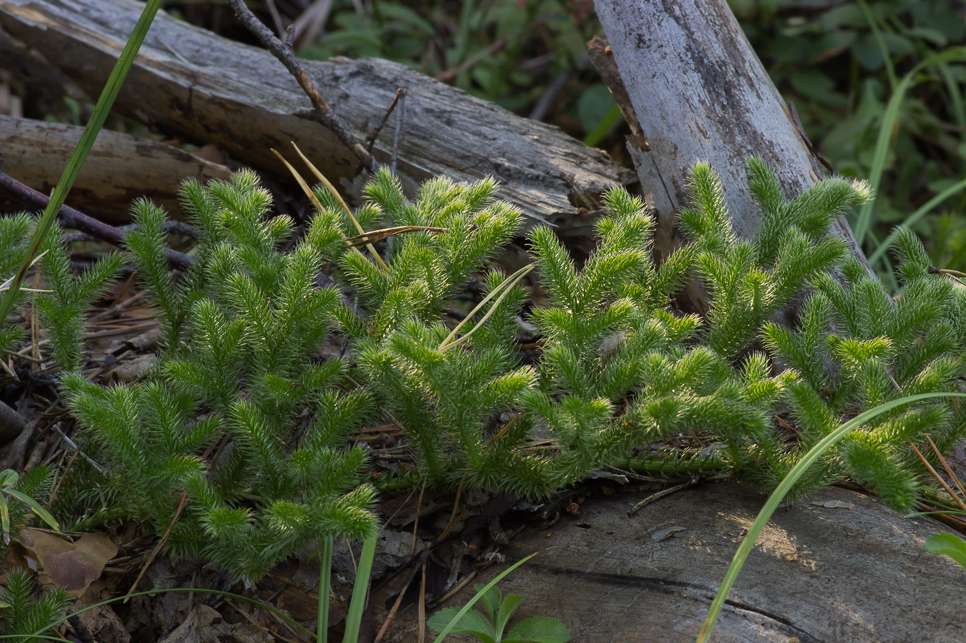 Изображение особи Lycopodium clavatum.