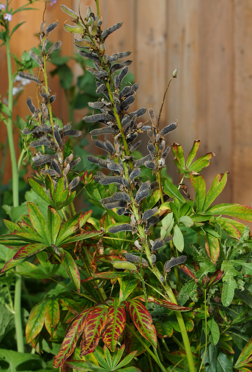 Image of Lupinus polyphyllus specimen.