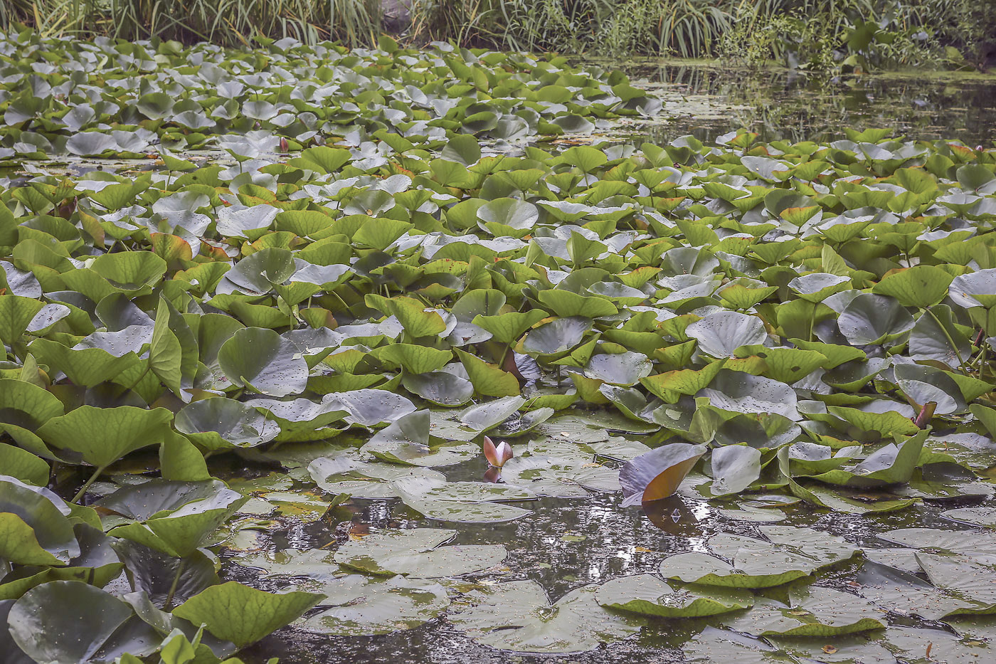 Image of genus Nymphaea specimen.