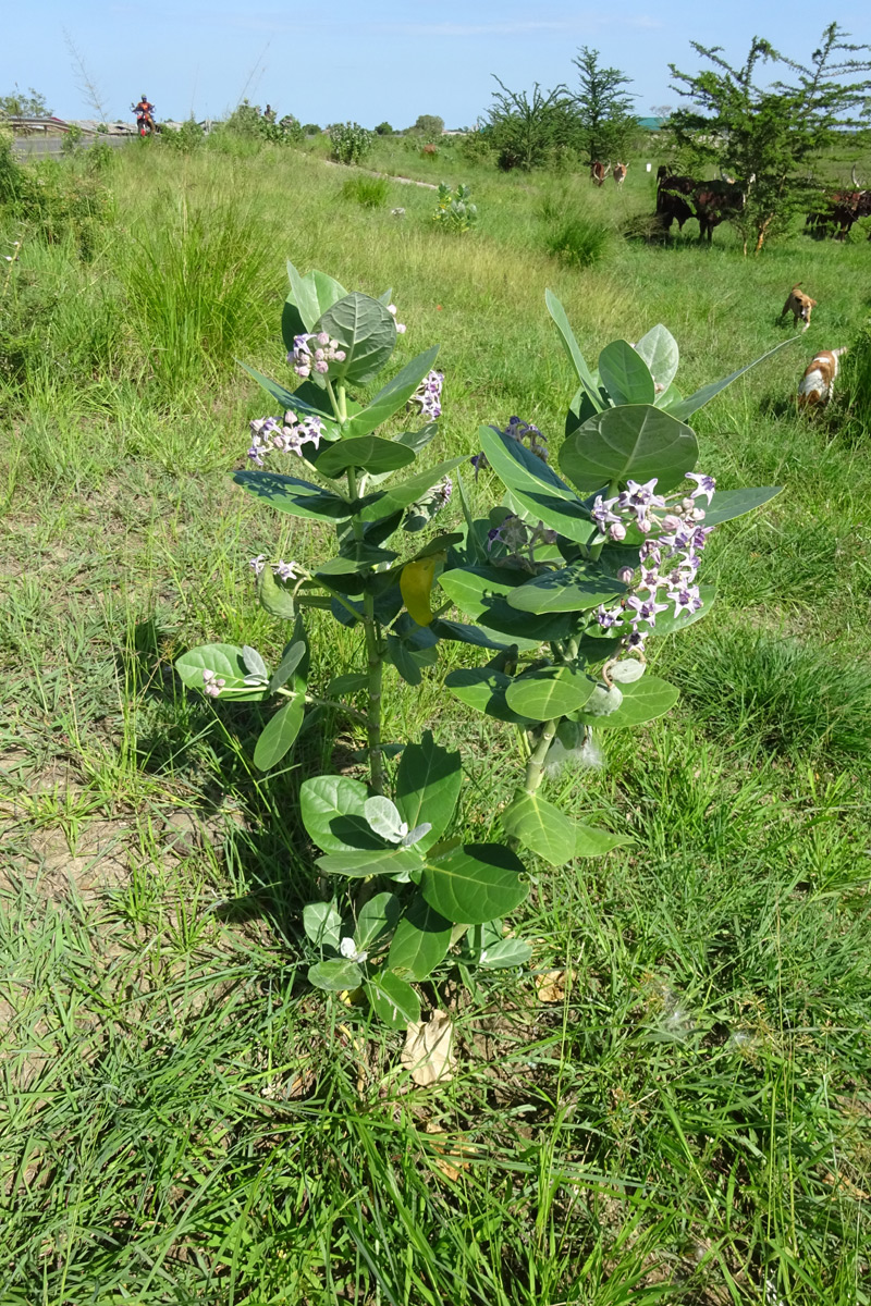 Image of Calotropis gigantea specimen.