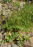 Archangelica decurrens