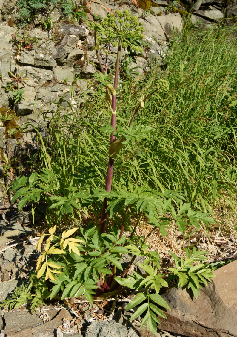 Image of Archangelica decurrens specimen.