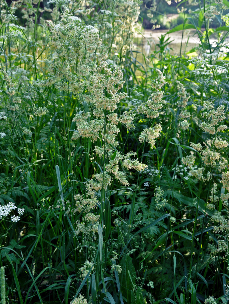 Image of Dactylis glomerata specimen.