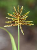 Cyperus amuricus