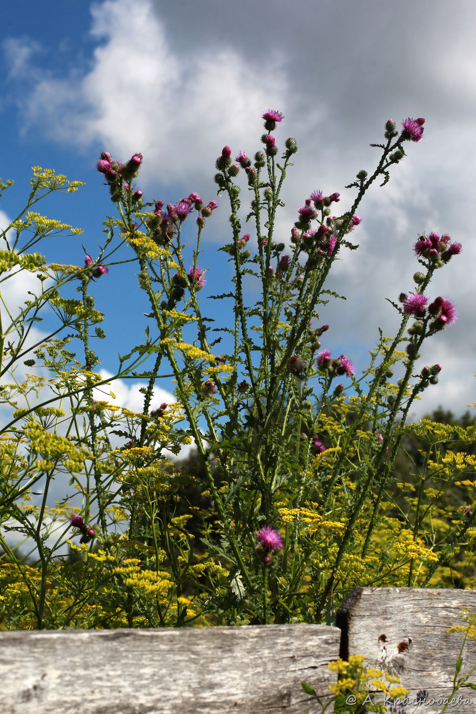 Изображение особи Carduus crispus.