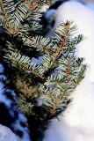 Abies fraseri