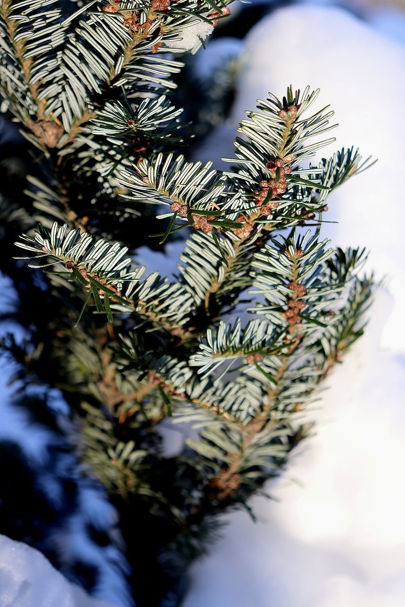 Image of Abies fraseri specimen.