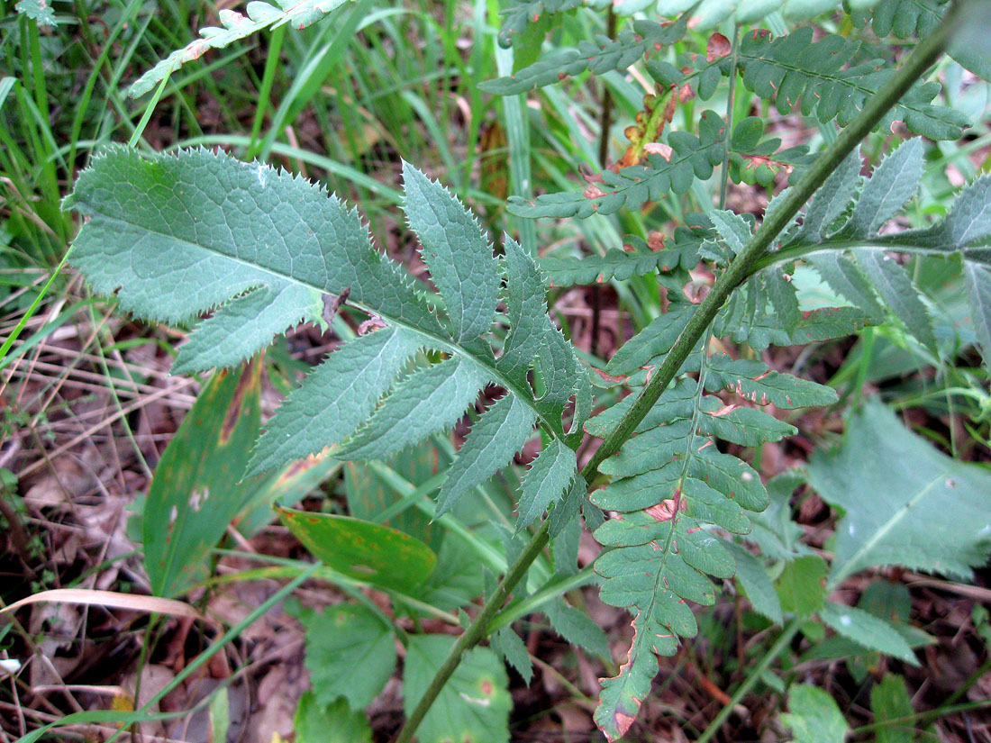 Image of Serratula tinctoria specimen.