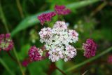 familia Apiaceae