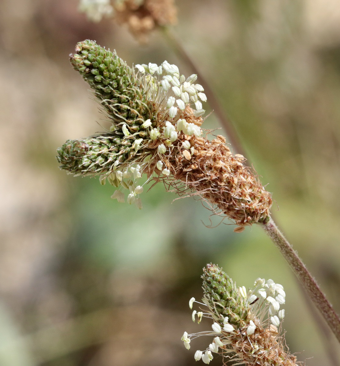 Изображение особи Plantago lanceolata.