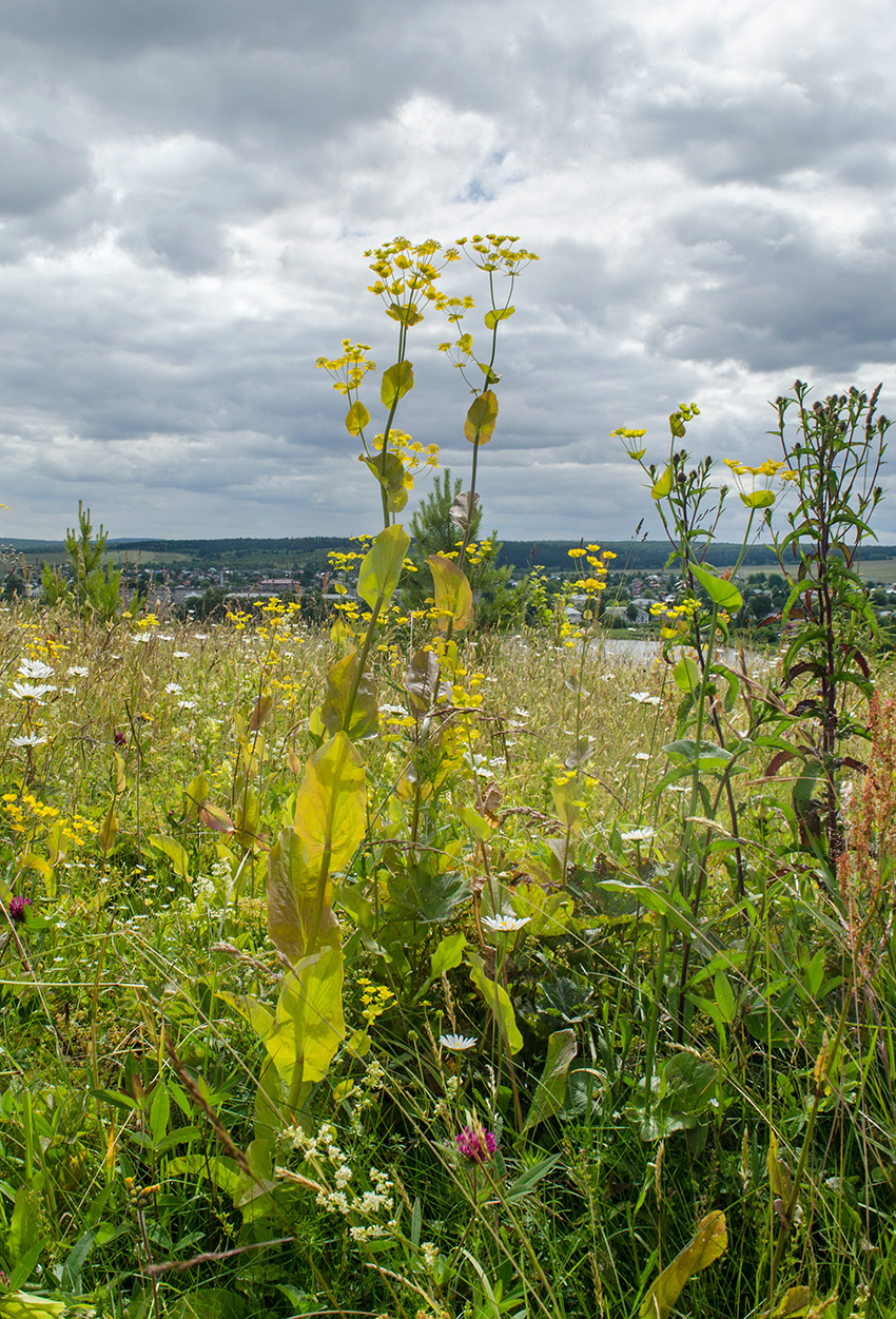 Изображение особи Bupleurum longifolium ssp. aureum.